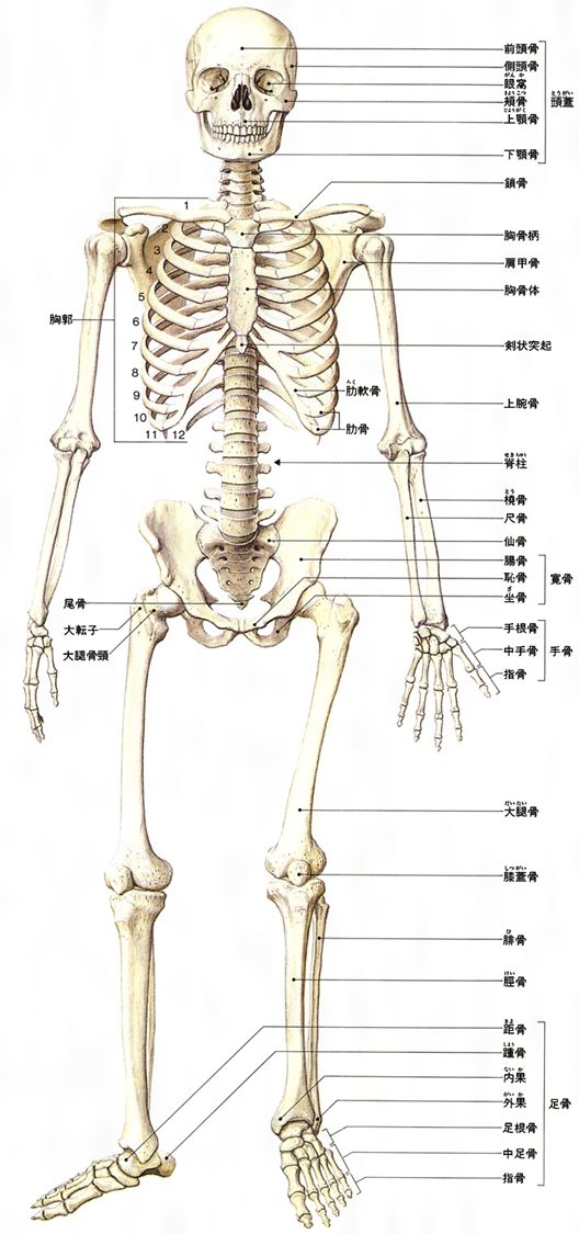 人体の骨格図